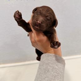 Oliver - Chocolate male Goldendoodle puppy in Dallas County, Texas from Dream A Little Doodle