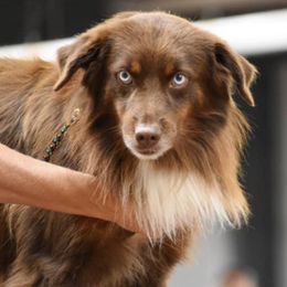 Chase - Miniature Australian Shepherd