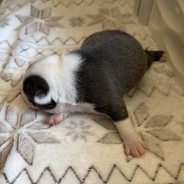 Boy 1 - Blue male Boston Terrier puppy in Arlington, Washington from Valerie’s Boston Terriers
