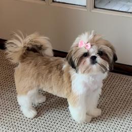 Shih Tzu puppies from Little Miracles Shih Tzu