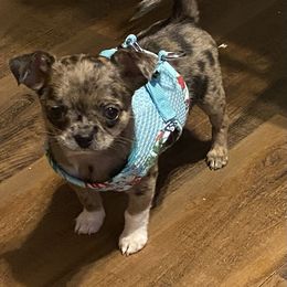 Chihuahua Puppies from Lil Angel's Chihuahuas