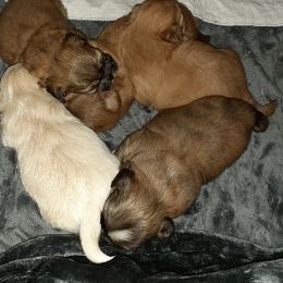 Shih Tzu Puppies from N.F.S.T Imperial ShihTzu Puppies.