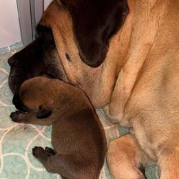 Neil Down - Fawn male Mastiff puppy in Carthage, Missouri from Mama’s Mastiffs