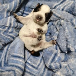 Kahu - Blue male Australian Cattle Dog puppy in Fife Lake, Michigan from Kurczak Farm LLC
