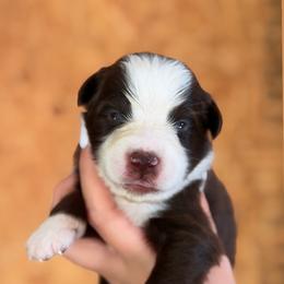 Axel AKC - Red tri-color male Australian Shepherd puppy in Polk City, Florida from Skaky Shepherds