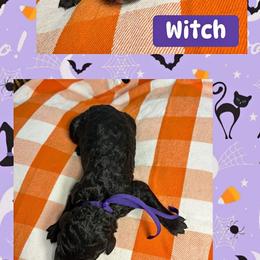 Sixth Pick AKC Standard Poodle 1605 - Black female Poodle puppy in Conway, Arkansas from Arkansas River Poodles