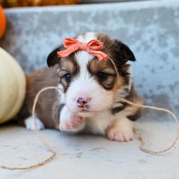 Pretzel - Red female Pembroke Welsh Corgi puppy in Mona, Utah from Sorensen Corgis