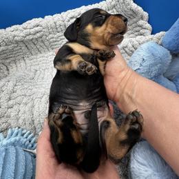 Boy 2 Crosby - Black and tan male Dachshund puppy in Oscoda, Michigan from Northland Dachshunds