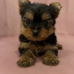 Yorkshire Terrier Puppies from Enchanted Yorkies