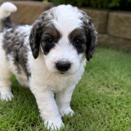 Bernedoodle, Goldendoodle, and Poodle Puppies from Gentle Paw Goldendoodles
