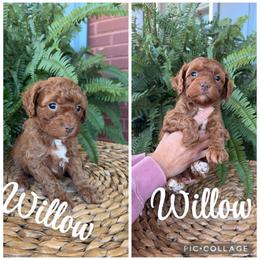 Willow - Red  female Goldendoodle puppy in Trenton, Tennessee from Pickard’s country Golden doodles