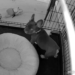 French Bulldogs from Lopez Frenchies