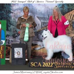 Samoyed All Grown Up from Larajus Samoyeds