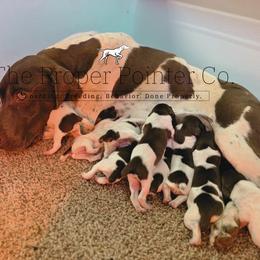 Brave - male German Shorthaired Pointer puppy in Six Mile, South Carolina from The Proper Pointer Co.
