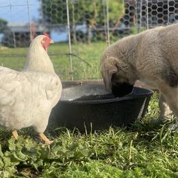 Anatolian Shepherd Dog Puppies from Wild Rooster Family Farm – AKC Anatolian Shepherd Breeder, OFA Health Tested
