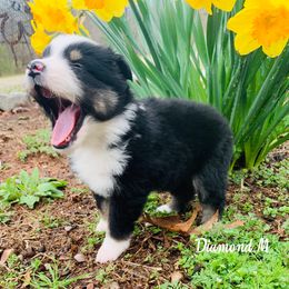 Miniature Australian Shepherd and Toy Australian Shepherd Puppies from Diamond M Toy & Mini Aussies