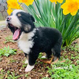 Miniature Australian Shepherd and Toy Australian Shepherd Puppies from Diamond M Toy & Mini Aussies