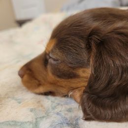 Dachshund Puppies from Ballad of Dachshunds