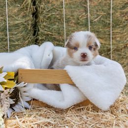 Kirk Kirk - Red merle male Australian Shepherd puppy in Madera, California from Sweet Meadow Farms