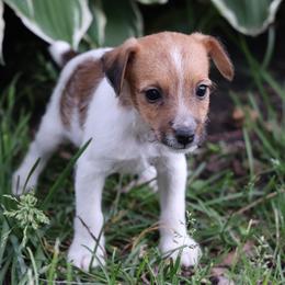 Carson - Tan and white male Jack Russell Terrier puppy in West Bend, Iowa from Blue Skies Terriers