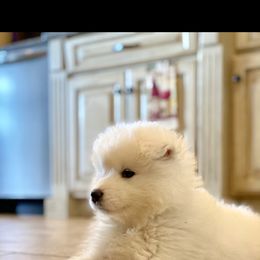 Samoyed Puppies from Falling cedar farm samoyeds