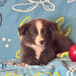 June - Black & white female Miniature Australian Shepherd puppy in California from Eagle River Aussies