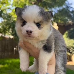 Darling - Gray and white female Pomsky puppy in La Verne, California from Red Cedar Pomskies