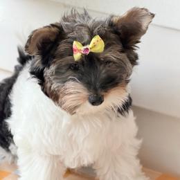 Scout  AKC - Black tan and white female Biewer Terrier puppy in Douglas, Georgia from Heartland small breeds