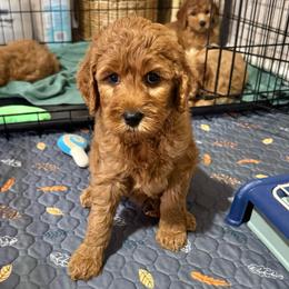 Schroeder (Blue Collar) - Red  male Goldendoodle puppy in Bay City, Texas from Charming Doods