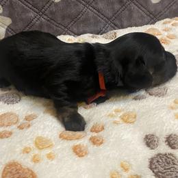 ZUMA - Black female Dachshund puppy in Elizabethtown, Kentucky from Teeny Tiny Puppy Tails