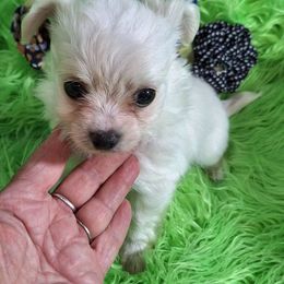 Jelly Roll - Cream male Companion Cross puppy in Emory, Texas from Mel's Wags & Kisses