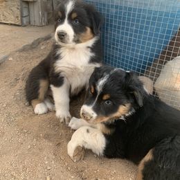 Australian Shepherd Puppies from Far Out Aussies