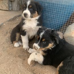 Australian Shepherd Puppies from Far Out Aussies