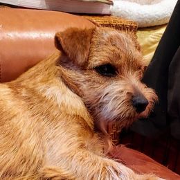 Lolli - Norfolk Terrier