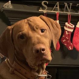 Vizslas from Venturous Vizslas