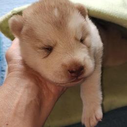 Aspen - Red and white male Alaskan Malamute puppy in Grayson County, Virginia from River Bend Malamutes