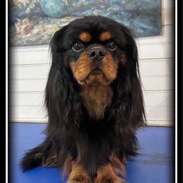 Walle - Cavalier King Charles Spaniel