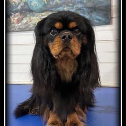 Walle - Cavalier King Charles Spaniel