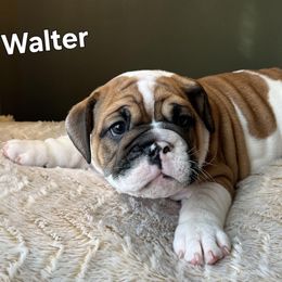 Bulldog Puppies from Mary Estabrook