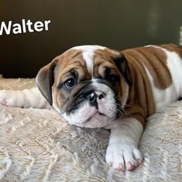 Bulldog Puppies from Mary Estabrook
