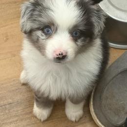 Breeze - Blue merle female Miniature Australian Shepherd puppy in Gatesville, Texas from Southern Promise Aussie’s