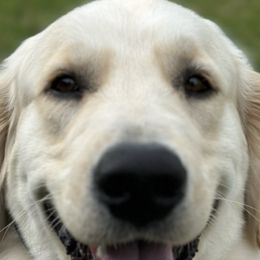 German Shepherds and Golden Retrievers from A&K Elite Kennel’s