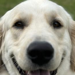 German Shepherds and Golden Retrievers from A&K Elite Kennel’s