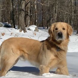 Forrest - Golden Retriever