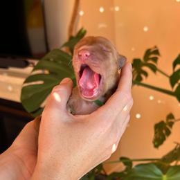 Golden Retriever puppies from Pitchpine Retrievers