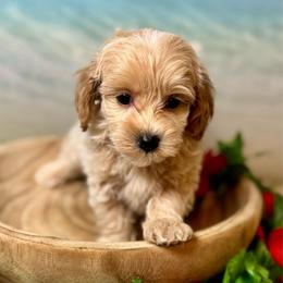 Fin (teacup purse puppy) - Apricot male Goldendoodle puppy in Haltom City, Texas from Ohana Doodles