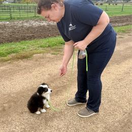 Phil (Purple) - Black tri-color male Australian Shepherd puppy in Ashland, Ohio from SS Australian Shepherds