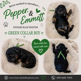 Green Collar Boy - Black Phantom - Phantom male Poodle puppy in Charlo, Montana from Heavenly Hilltop Farm