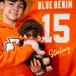 Sterling - Chocolate female Australian Labradoodle puppy in Valley Springs, California from Blue Denim Doodles