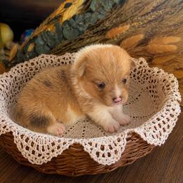 Fancy - Sable merle and white female American Corgi puppy in Missouri from Country Legends Aussies & Corgis